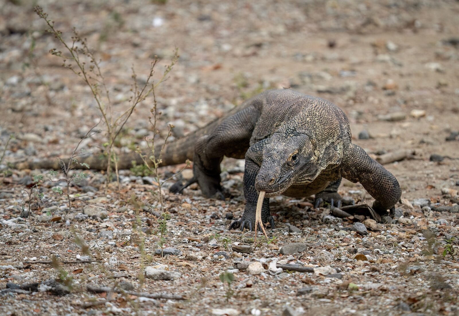 コモド国立公園の見どころ1