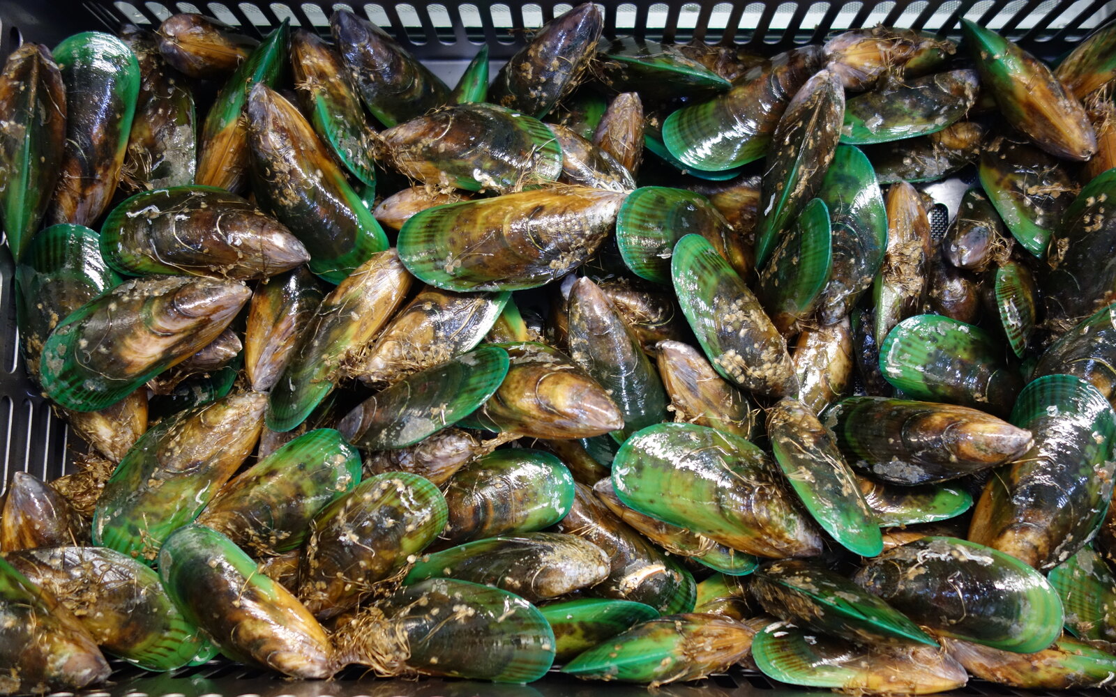ニュージーランド料理:GREEN-LIPPED MUSSELS