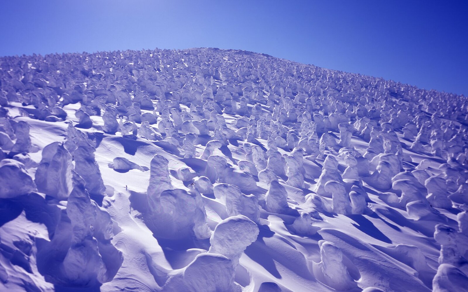 冬の蔵王温泉スキー場に広がる樹氷（2016年撮影）。樹氷の形成、積雪、眺望、ロープウェイ運行を当日保証する写真ではありません。