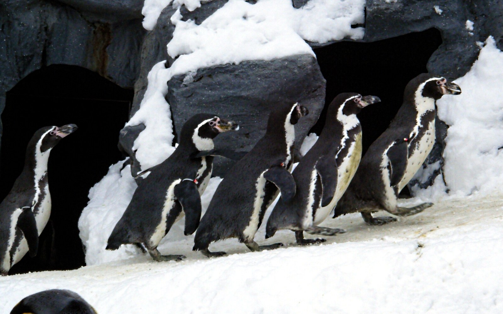 雪上を列で歩くペンギン（2009年撮影）。散歩の実施は積雪・体調・当日の公式案内で確認