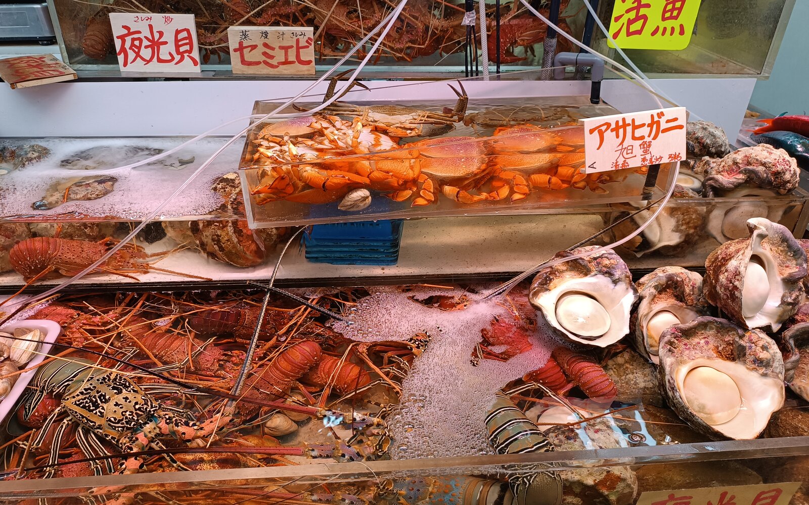 2025年1月の第一牧志公設市場。活魚水槽に伊勢海老、カニ、夜光貝などが並ぶ