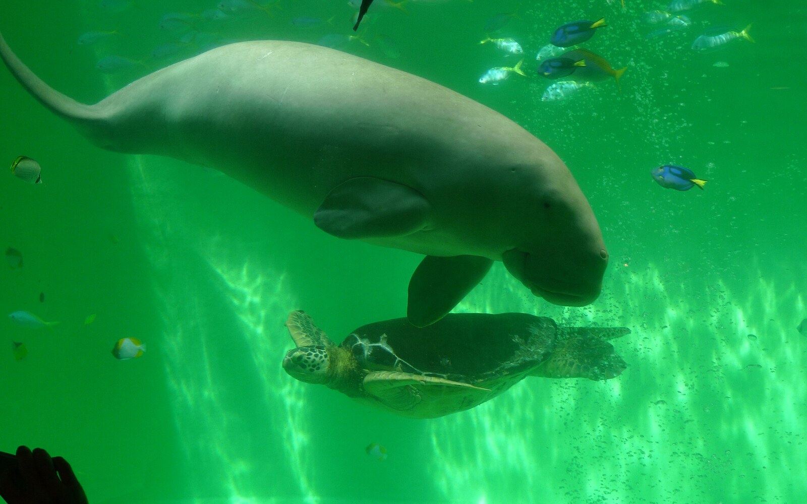鳥羽水族館を泳ぐジュゴンとウミガメ（2010年撮影）。現在の公開状況は当日の公式案内で確認