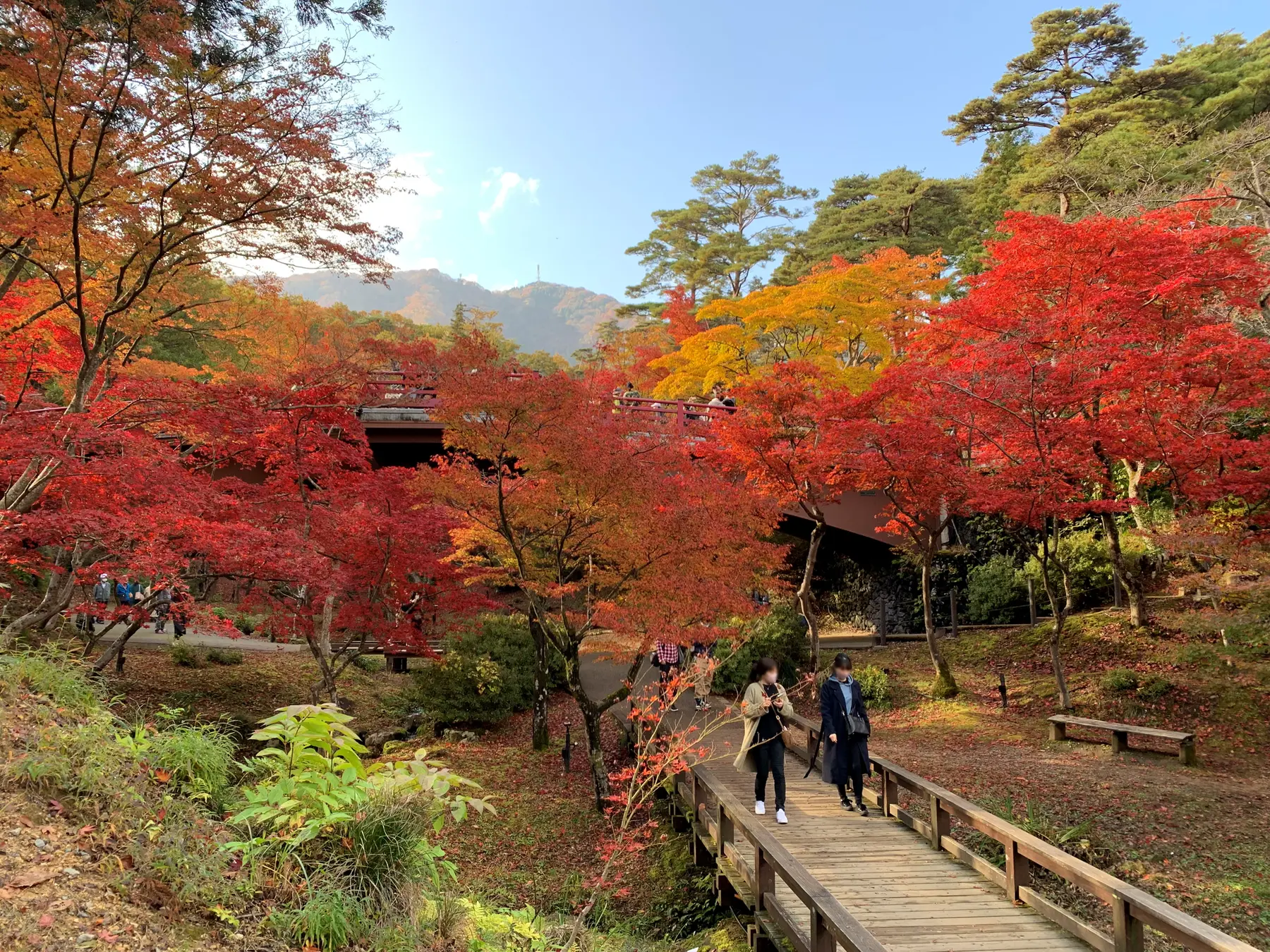 秋の弥彦公園・もみじ谷(2022年11月撮影)